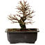 Ulmus parvifolia Nire, 18 cm, ± 10 ans, avec un nebari de 3 cm