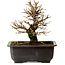 Ulmus parvifolia Nire, 18 cm, ± 10 Jahre alt, mit einem Nebari von 3 cm