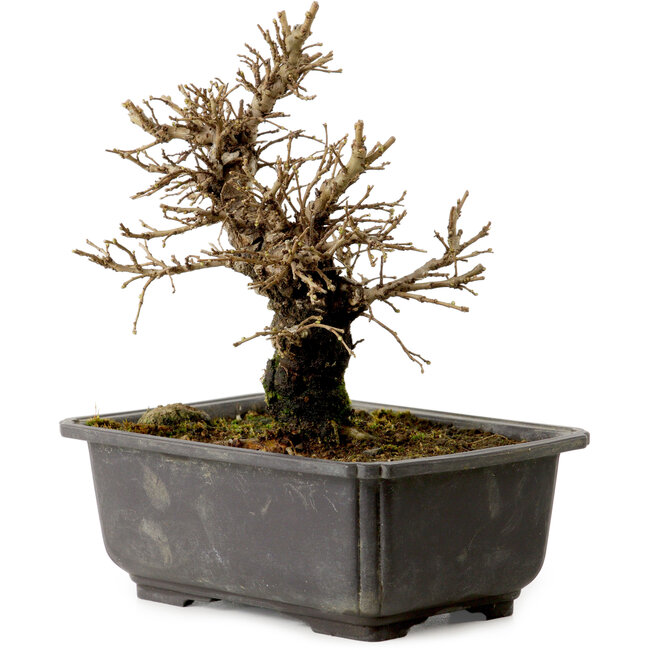 Ulmus parvifolia Nire, 16 cm, ± 10 Jahre alt, mit einem Nebari von 3 cm