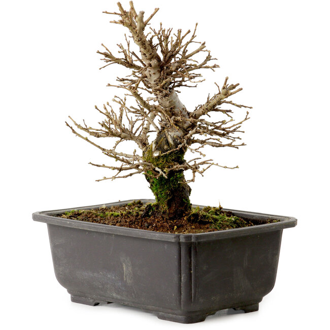 Ulmus parvifolia Nire, 18 cm, ± 10 anni, con nebari di 3 cm