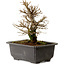 Ulmus parvifolia Nire, 18 cm, ± 10 ans, avec un nebari de 3 cm
