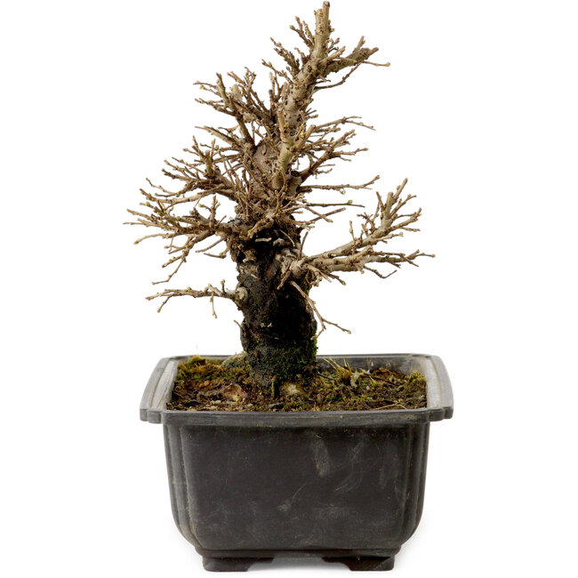 Ulmus parvifolia Nire, 16 cm, ± 10 anni, con nebari di 3 cm