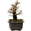 Ulmus parvifolia Nire, 16 cm, ± 10 ans, avec un nebari de 3 cm