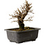 Ulmus parvifolia Nire, 16 cm, ± 10 ans, avec un nebari de 3 cm