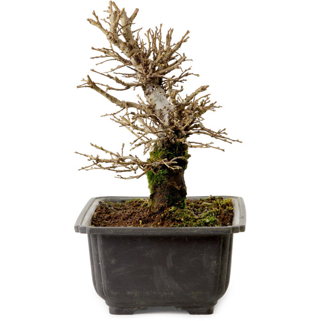 Ulmus parvifolia Nire, 18 cm, ± 10 Jahre alt, mit einem Nebari von 3 cm