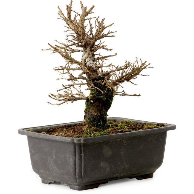 Ulmus parvifolia Nire, 18 cm, ± 10 anni, con nebari di 3 cm