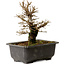 Ulmus parvifolia Nire, 18 cm, ± 10 Jahre alt, mit einem Nebari von 3 cm