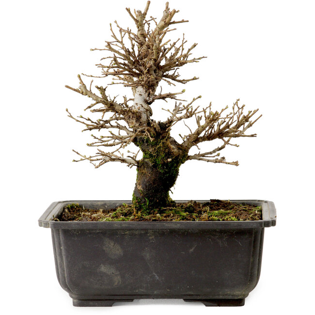 Ulmus parvifolia Nire, 18 cm, ± 10 ans, avec un nebari de 3 cm