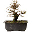 Ulmus parvifolia Nire, 18 cm, ± 10 ans, avec un nebari de 3 cm
