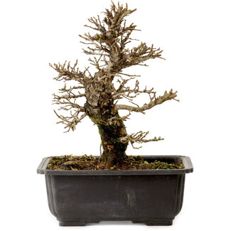 Ulmus parvifolia Nire, 21 cm, ± 10 jaar oud