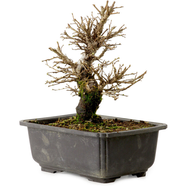 Ulmus parvifolia Nire, 18 cm, ± 10 años, con un nebari de 3 cm