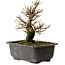 Ulmus parvifolia Nire, 18 cm, ± 10 Jahre alt, mit einem Nebari von 3 cm