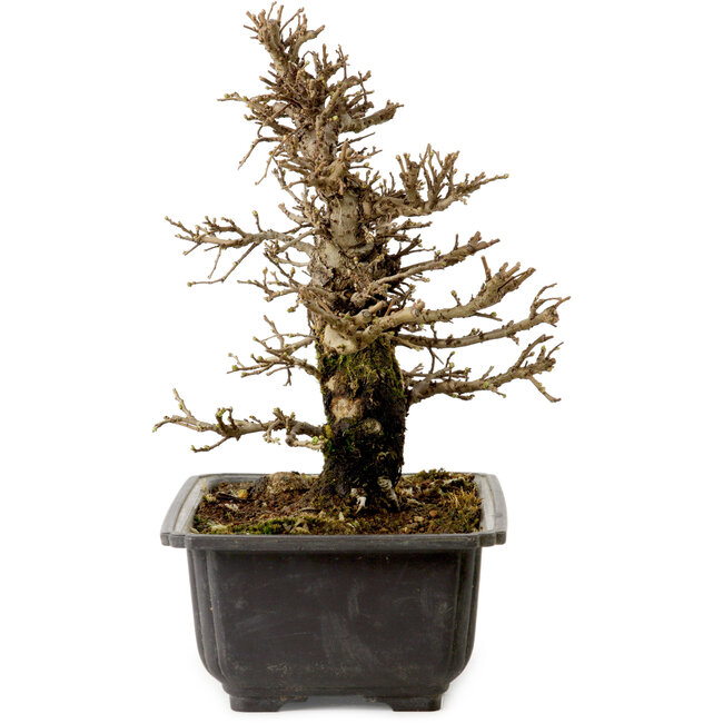 Ulmus parvifolia Nire, 21 cm, ± 10 jaar oud, met een nebari van 3 cm