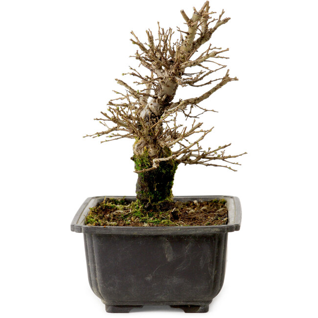 Ulmus parvifolia Nire, 18 cm, ± 10 Jahre alt, mit einem Nebari von 3 cm