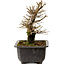 Ulmus parvifolia Nire, 18 cm, ± 10 Jahre alt, mit einem Nebari von 3 cm