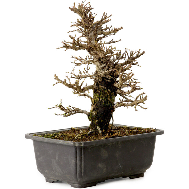 Ulmus parvifolia Nire, 21 cm, ± 10 jaar oud, met een nebari van 3 cm