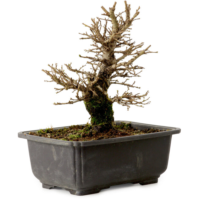 Ulmus parvifolia Nire, 18 cm, ± 10 Jahre alt, mit einem Nebari von 3 cm