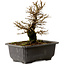Ulmus parvifolia Nire, 18 cm, ± 10 Jahre alt, mit einem Nebari von 3 cm