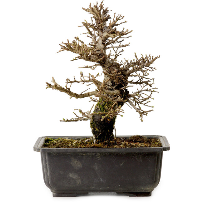 Ulmus parvifolia Nire, 21 cm, ± 10 jaar oud, met een nebari van 3 cm