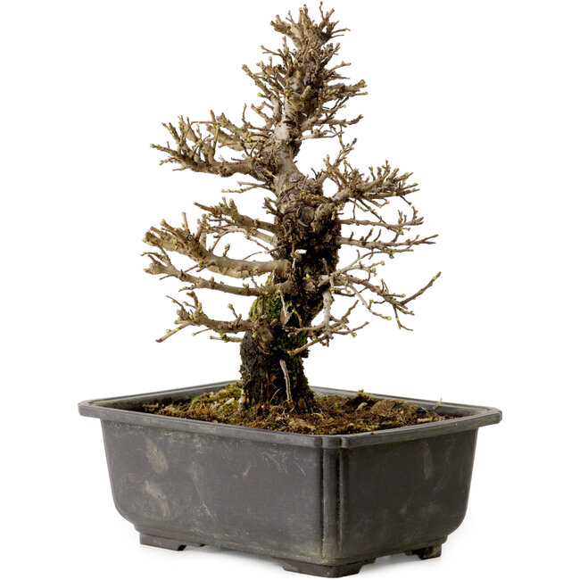 Ulmus parvifolia Nire, 21 cm, ± 10 jaar oud, met een nebari van 3 cm