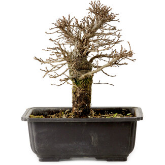 Ulmus parvifolia Nire, 18 cm, ± 10 Jahre alt