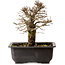 Ulmus parvifolia Nire, 18 cm, ± 10 Jahre alt, mit einem Nebari von 3 cm