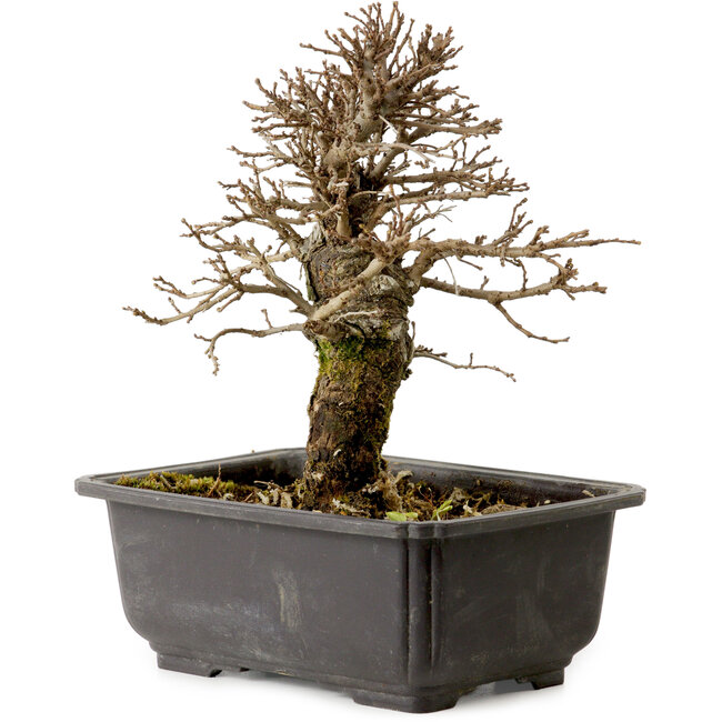 Ulmus parvifolia Nire, 18 cm, ± 10 anni, con nebari di 3 cm