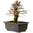 Ulmus parvifolia Nire, 18 cm, ± 10 ans, avec un nebari de 3 cm