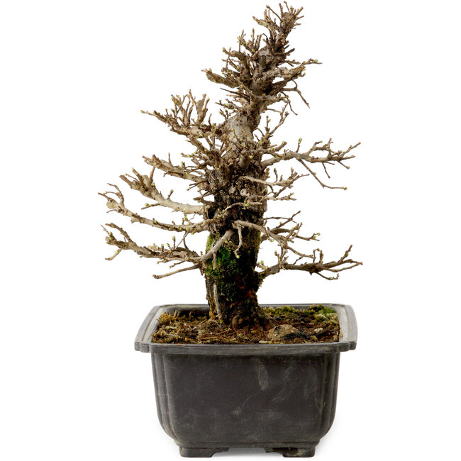 Ulmus parvifolia Nire, 21 cm, ± 10 jaar oud, met een nebari van 3 cm