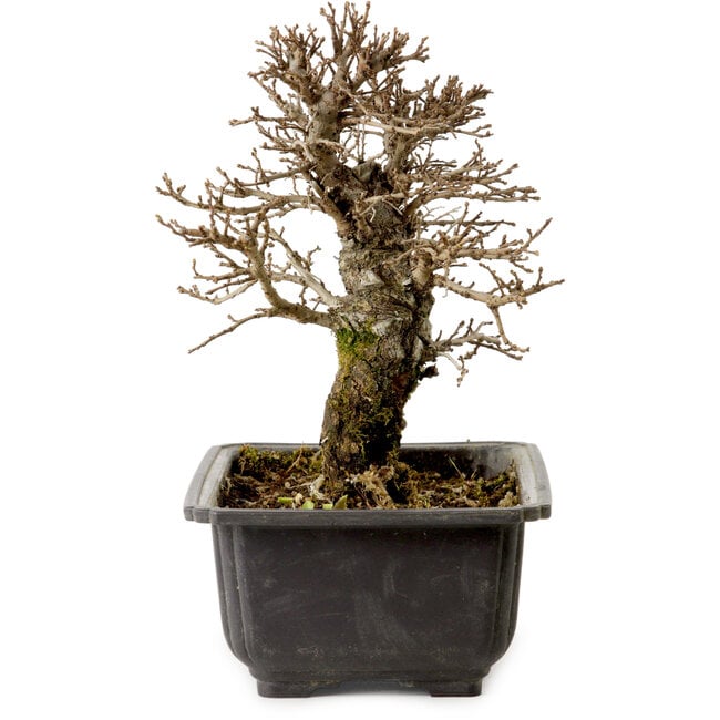 Ulmus parvifolia Nire, 18 cm, ± 10 años, con un nebari de 3 cm