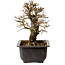 Ulmus parvifolia Nire, 18 cm, ± 10 ans, avec un nebari de 3 cm