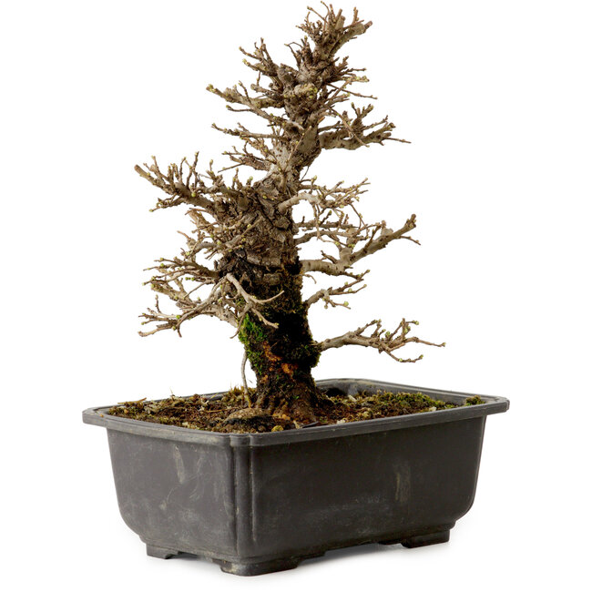 Ulmus parvifolia Nire, 21 cm, ± 10 jaar oud, met een nebari van 3 cm