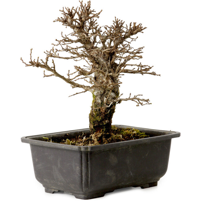 Ulmus parvifolia Nire, 18 cm, ± 10 Jahre alt, mit einem Nebari von 3 cm