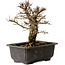 Ulmus parvifolia Nire, 18 cm, ± 10 Jahre alt, mit einem Nebari von 3 cm