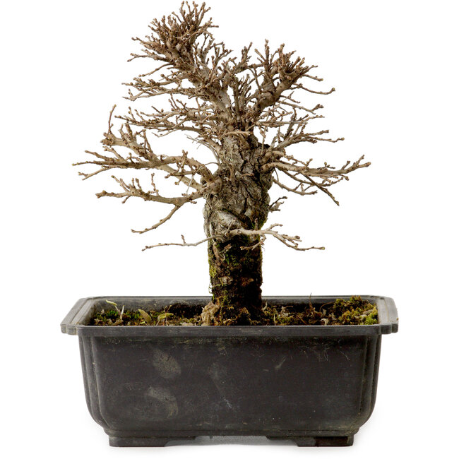 Ulmus parvifolia Nire, 18 cm, ± 10 anni, con nebari di 3 cm