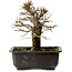 Ulmus parvifolia Nire, 18 cm, ± 10 Jahre alt, mit einem Nebari von 3 cm