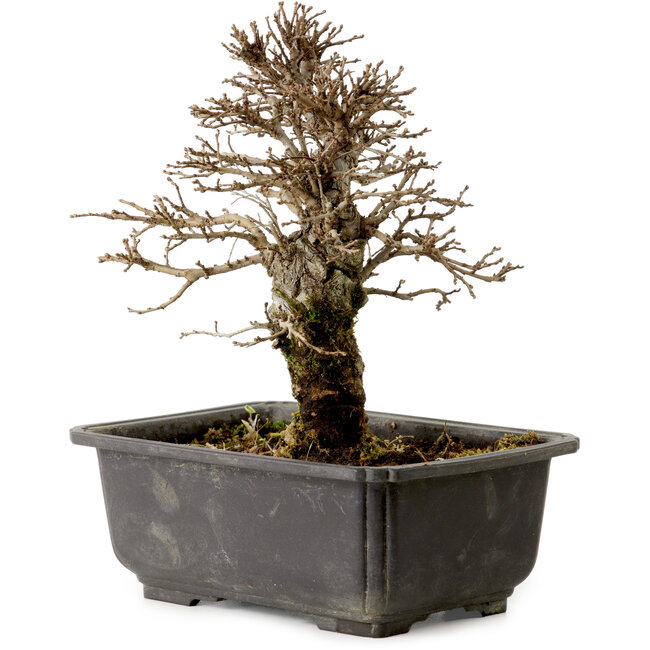 Ulmus parvifolia Nire, 18 cm, ± 10 anni, con nebari di 3 cm