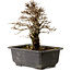 Ulmus parvifolia Nire, 18 cm, ± 10 Jahre alt, mit einem Nebari von 3 cm