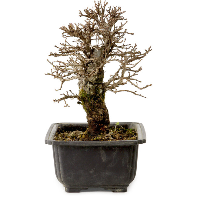 Ulmus parvifolia Nire, 18 cm, ± 10 ans, avec un nebari de 3 cm