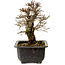 Ulmus parvifolia Nire, 18 cm, ± 10 Jahre alt, mit einem Nebari von 3 cm