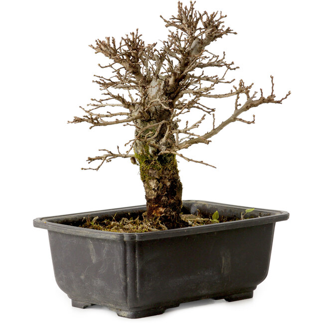 Ulmus parvifolia Nire, 18 cm, ± 10 anni, con nebari di 3 cm