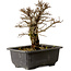 Ulmus parvifolia Nire, 18 cm, ± 10 Jahre alt, mit einem Nebari von 3 cm
