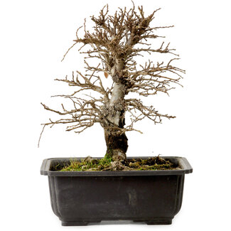 Ulmus parvifolia Nire, 20 cm, ± 10 Jahre alt