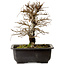 Ulmus parvifolia Nire, 20 cm, ± 10 Jahre alt, mit einer Nebari von 3 cm