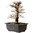 Ulmus parvifolia Nire, 20 cm, ± 10 ans, avec un nebari de 3 cm