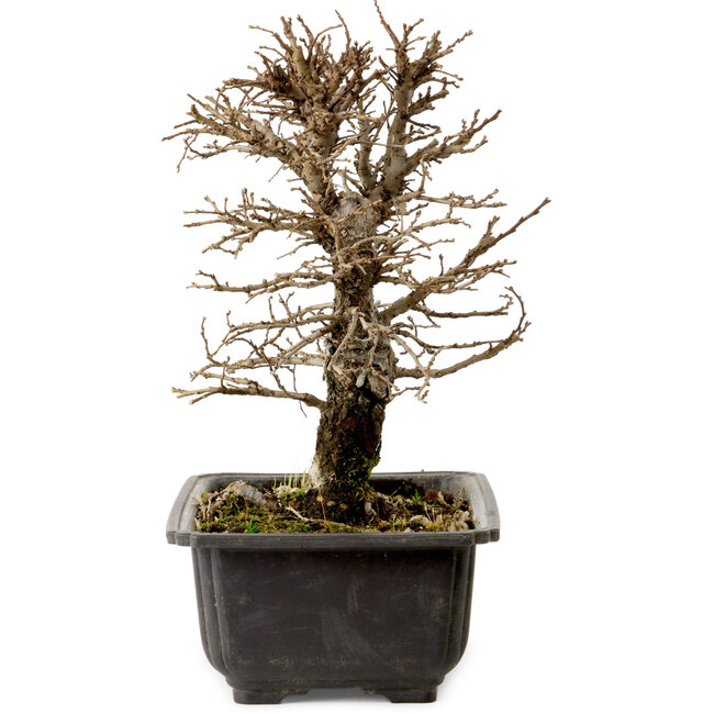 Ulmus parvifolia Nire, 20 cm, ± 10 ans, avec un nebari de 3 cm