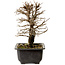 Ulmus parvifolia Nire, 20 cm, ± 10 Jahre alt, mit einer Nebari von 3 cm