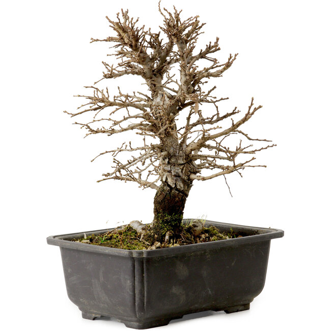 Ulmus parvifolia Nire, 20 cm, ± 10 Jahre alt, mit einer Nebari von 3 cm