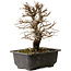 Ulmus parvifolia Nire, 20 cm, ± 10 Jahre alt, mit einer Nebari von 3 cm