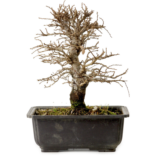 Ulmus parvifolia Nire, 20 cm, ± 10 Jahre alt, mit einer Nebari von 3 cm